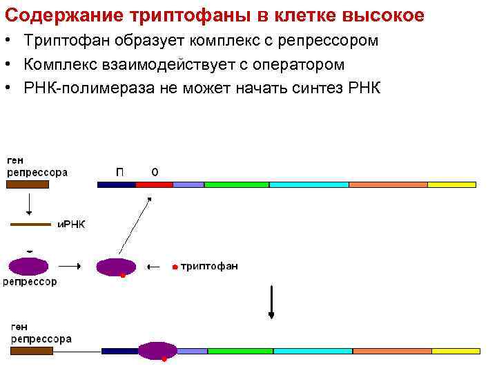 Содержание триптофаны в клетке высокое • Триптофан образует комплекс с репрессором • Комплекс взаимодействует