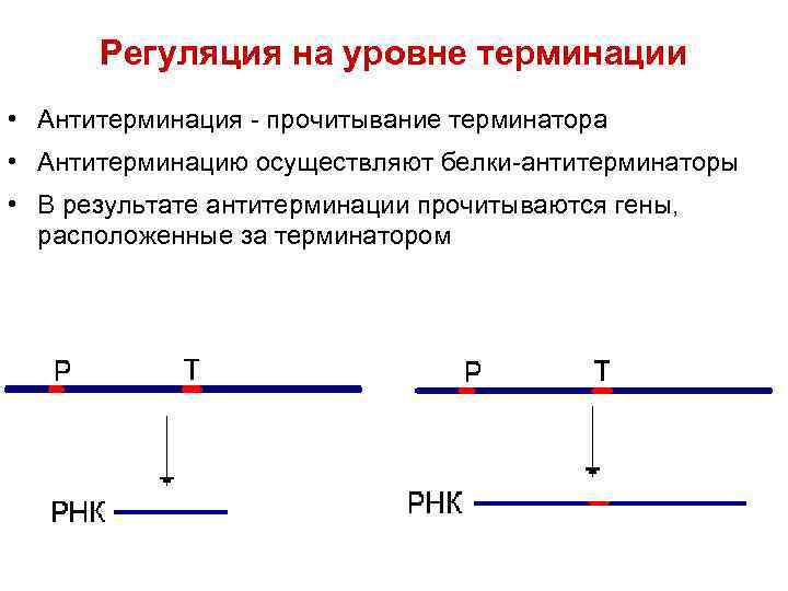  Регуляция на уровне терминации • Антитерминация - прочитывание терминатора • Антитерминацию осуществляют белки-антитерминаторы