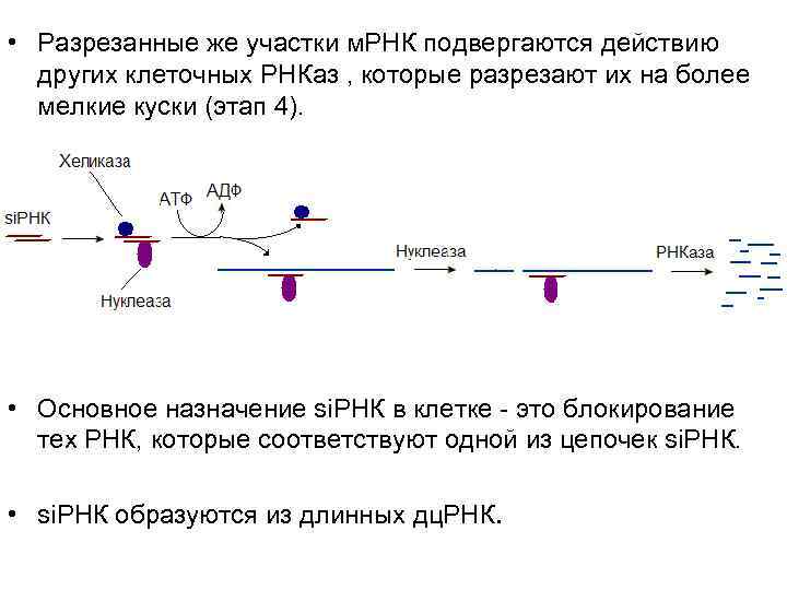 • Разрезанные же участки м. РНК подвергаются действию  других клеточных РНКаз ,