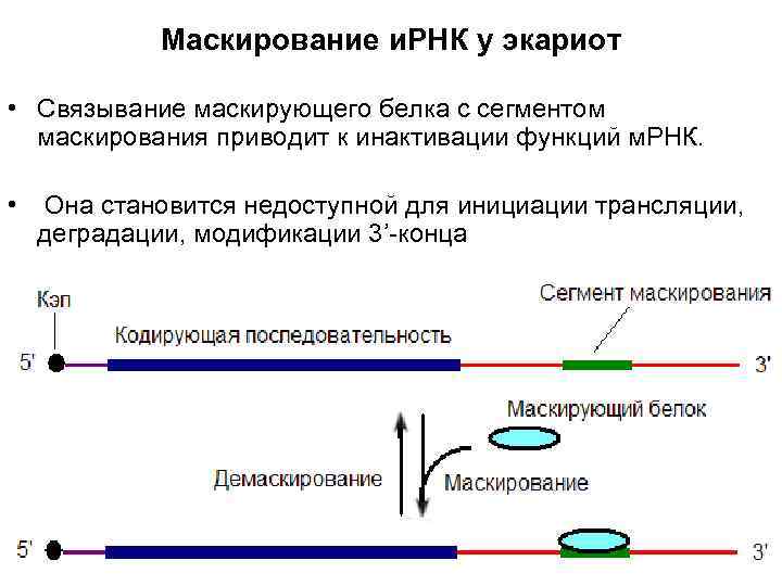   Маскирование и. РНК у экариот  • Связывание маскирующего белка с сегментом