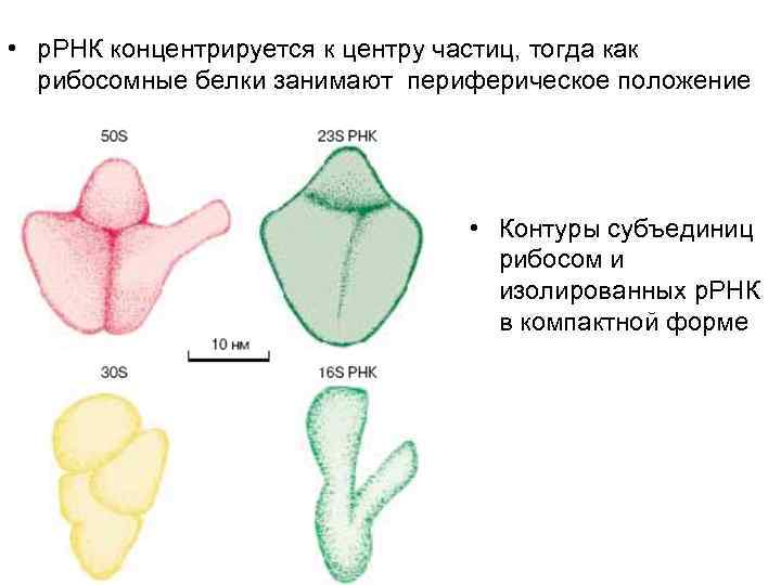  • р. РНК концентрируется к центру частиц, тогда как  рибосомные белки занимают