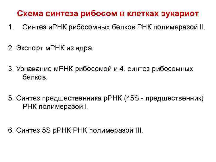  Схема синтеза рибосом в клетках эукариот 1. Синтез и. РНК рибосомных белков РНК