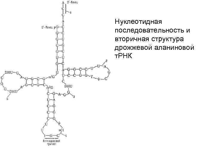 Гцттццацтгттаца установите нуклеотидную последовательность участка трнк