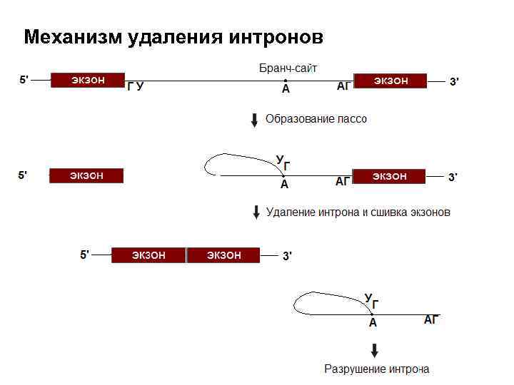 Механизм удаления интронов 