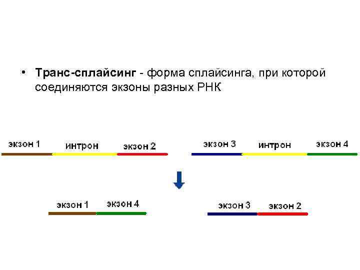  • Транс-сплайсинг - форма сплайсинга, при которой  соединяются экзоны разных РНК 