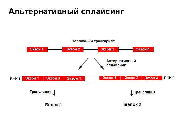 Альтернативный сплайсинг презентация