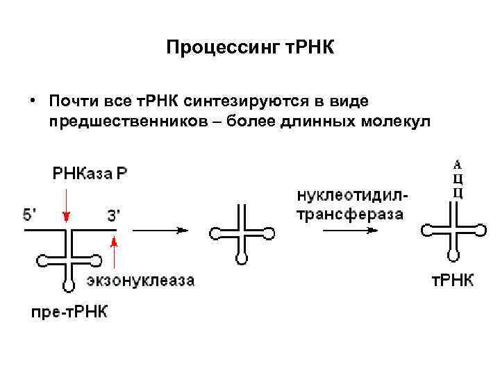 Рнк в 1с как расшифровывается