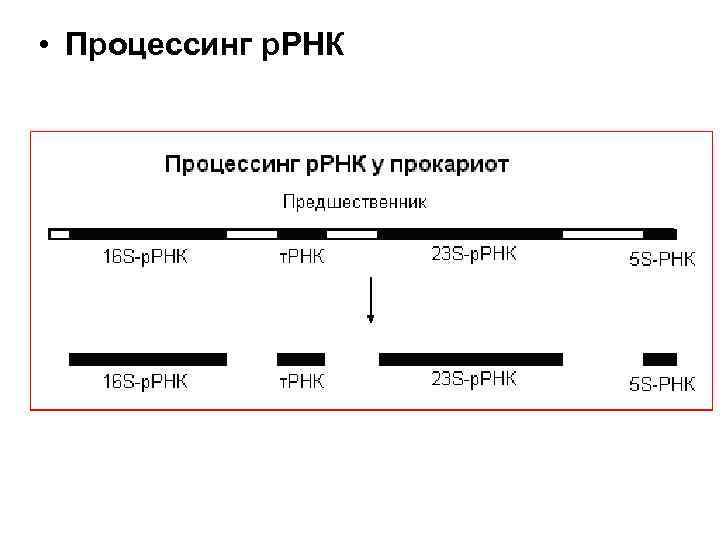 Последовательность этапов процессинга. Схема процессинга РНК. Процессинг пре РРНК. Процессинг рибосомальной РНК. Процессинг предшественника рибосомальной РНК.