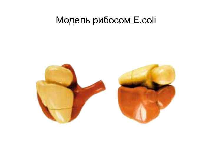 Модель рибосом E. coli 