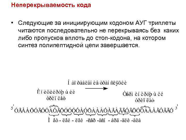 Неперекрываемость кода  • Следующие за инициирующим кодоном АУГ триплеты  читаются последовательно не