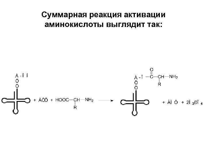 Суммарная реакция активации аминокислоты выглядит так: 