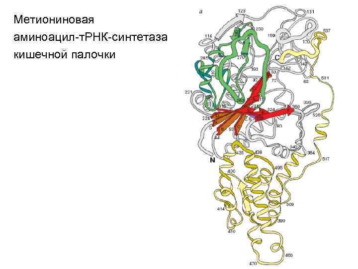 Метиониновая аминоацил-т. РНК-синтетаза кишечной палочки 