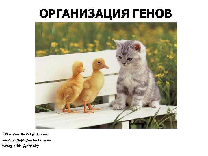 ОРГАНИЗАЦИЯ ГЕНОВ Резяпкин Виктор Ильич доцент кафедры биохимии v. rezyapkin@grsu. by ОРГАНИЗАЦИЯ ГЕНОВ Резяпкин Виктор Ильич доцент кафедры биохимии v. rezyapkin@grsu. by