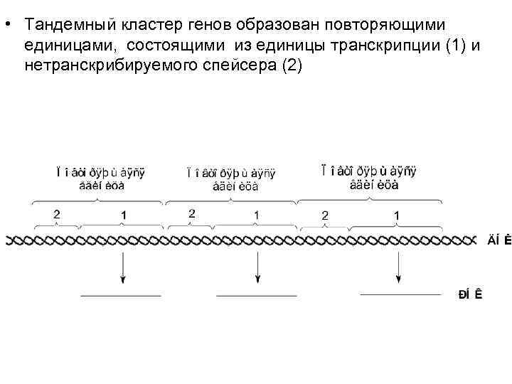 • Тандемный кластер генов образован повторяющими единицами, состоящими из единицы транскрипции (1) • Тандемный кластер генов образован повторяющими единицами, состоящими из единицы транскрипции (1)
