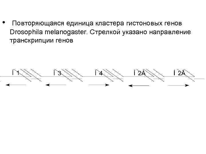 • Повторяющаяся единица кластера гистоновых генов Drosophila melanogaster. Стрелкой указано направление транскрипции генов • Повторяющаяся единица кластера гистоновых генов Drosophila melanogaster. Стрелкой указано направление транскрипции генов