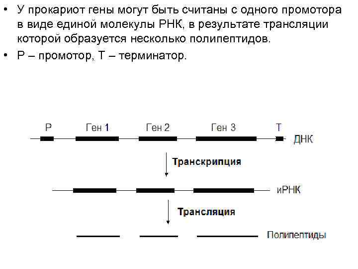 • У прокариот гены могут быть считаны с одного промотора в виде • У прокариот гены могут быть считаны с одного промотора в виде