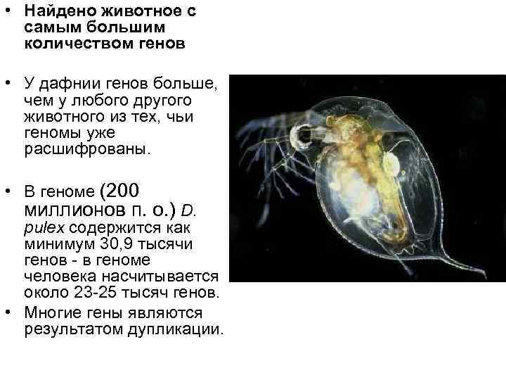 • Найдено животное с самым большим количеством генов • У • Найдено животное с самым большим количеством генов • У