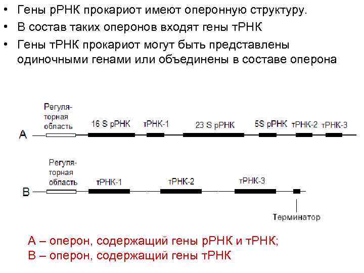 • Гены р. РНК прокариот имеют оперонную структуру. • В состав таких • Гены р. РНК прокариот имеют оперонную структуру. • В состав таких