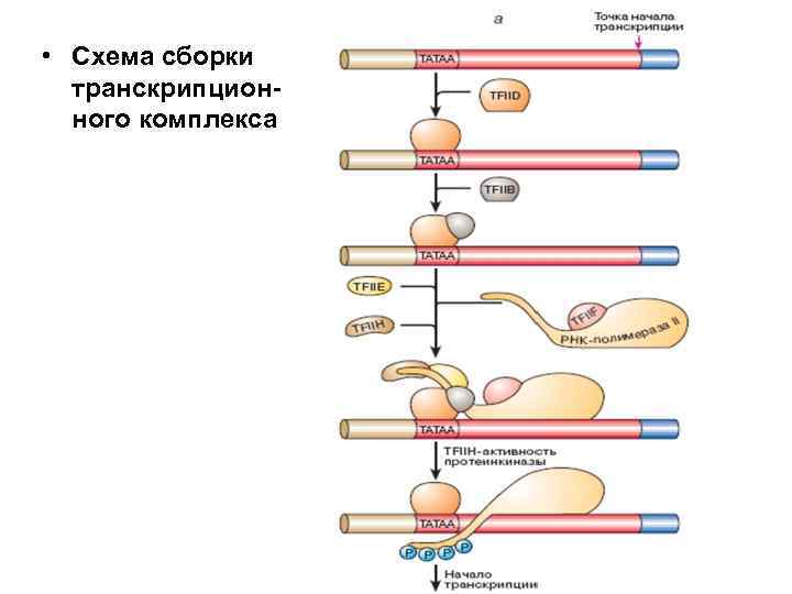 • Схема сборки транскрипцион- ного комплекса • Схема сборки транскрипцион- ного комплекса