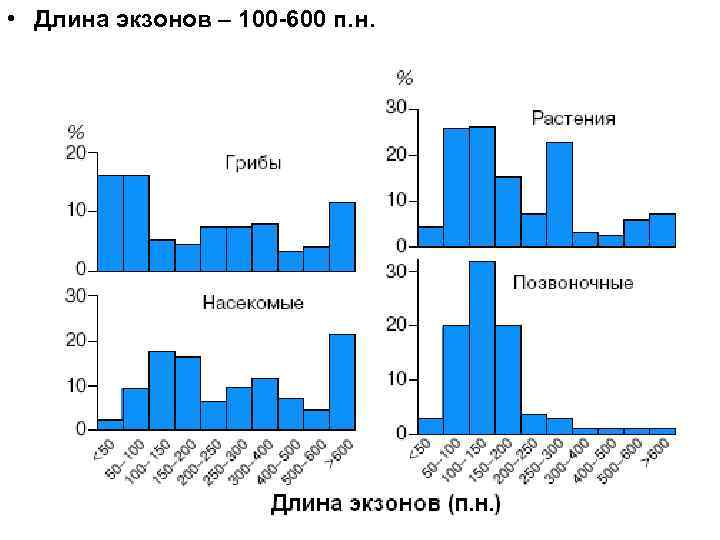 • Длина экзонов – 100 -600 п. н. • Длина экзонов – 100 -600 п. н.