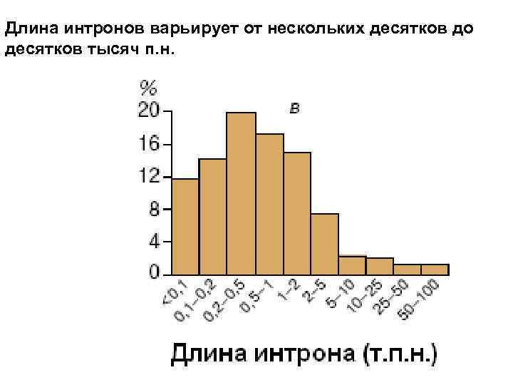 Длина интронов варьирует от нескольких десятков до десятков тысяч п. н. Длина интронов варьирует от нескольких десятков до десятков тысяч п. н.