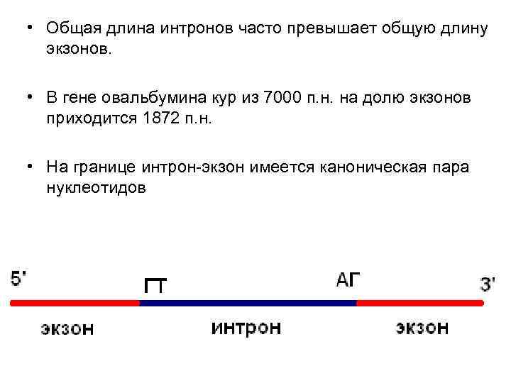 • Общая длина интронов часто превышает общую длину экзонов. • В • Общая длина интронов часто превышает общую длину экзонов. • В