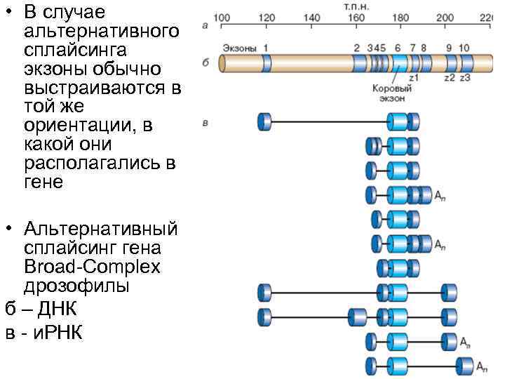 • В случае альтернативного сплайсинга экзоны обычно выстраиваются в • В случае альтернативного сплайсинга экзоны обычно выстраиваются в