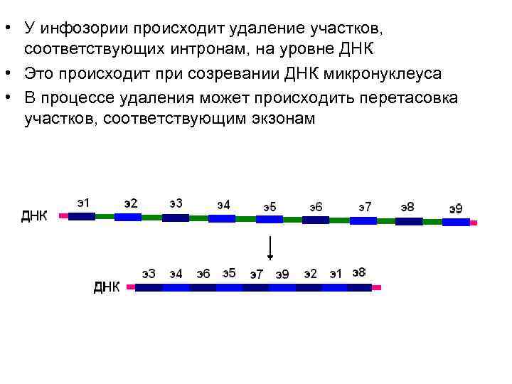 • У инфозории происходит удаление участков, соответствующих интронам, на уровне ДНК • • У инфозории происходит удаление участков, соответствующих интронам, на уровне ДНК •