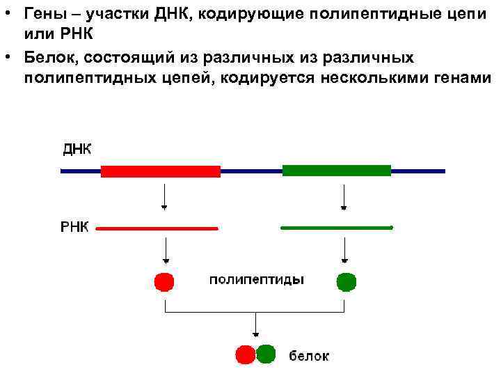 Гены кодирующие рнк