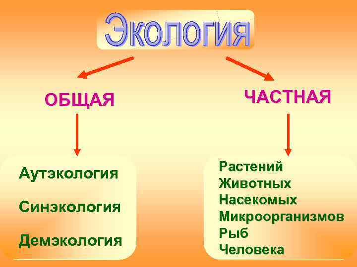  ОБЩАЯ   ЧАСТНАЯ   Растений Аутэкология    Животных 