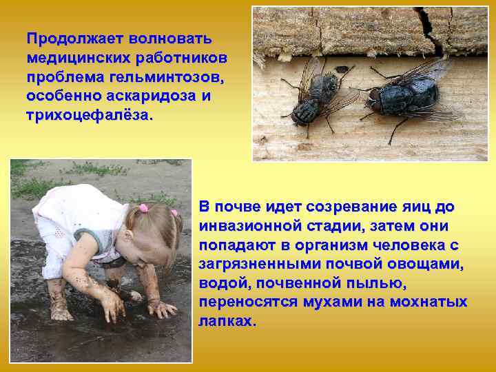 Продолжает волновать медицинских работников проблема гельминтозов, особенно аскаридоза и трихоцефалёза.    В