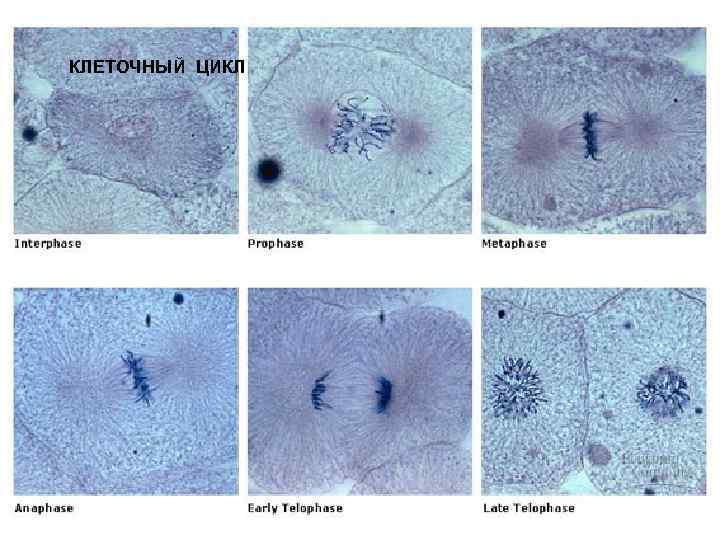КЛЕТОЧНЫЙ ЦИКЛ 