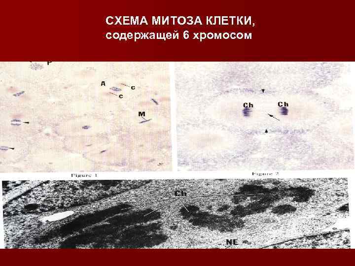СХЕМА МИТОЗА КЛЕТКИ, содержащей 6 хромосом 