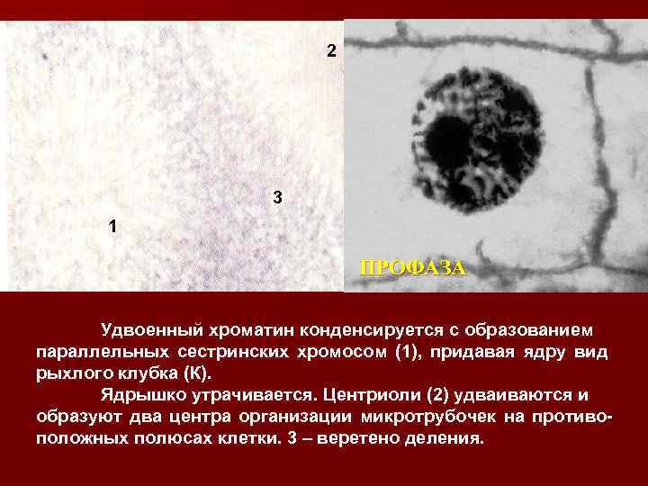 2 к 3 1 ПРОФАЗА Удвоенный хроматин конденсируется с образованием параллельных сестринских хромосом (1),