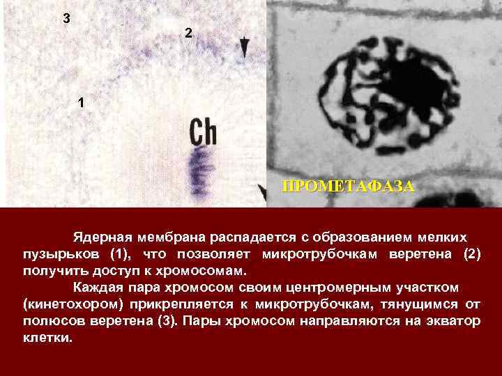 3 2 1 ПРОМЕТАФАЗА Ядерная мембрана распадается с образованием мелких пузырьков (1), что позволяет