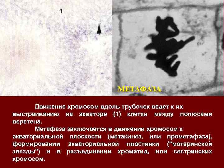 1 МЕТАФАЗА Движение хромосом вдоль трубочек ведет к их выстраиванию на экваторе (1) клетки