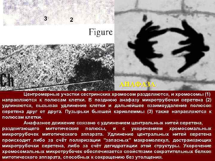 3 2 1 АНАФАЗА Центромерные участки сестринских хромосом разделяются, и хромосомы (1) направляются к