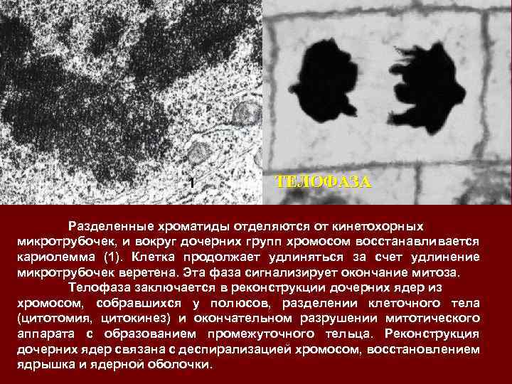 1 ТЕЛОФАЗА Разделенные хроматиды отделяются от кинетохорных микротрубочек, и вокруг дочерних групп хромосом восстанавливается