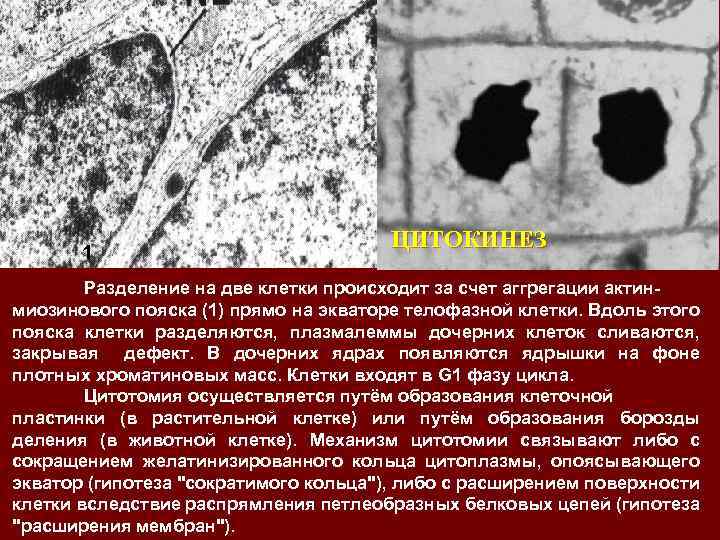 1 ЦИТОКИНЕЗ Разделение на две клетки происходит за счет аггрегации актинмиозинового пояска (1) прямо