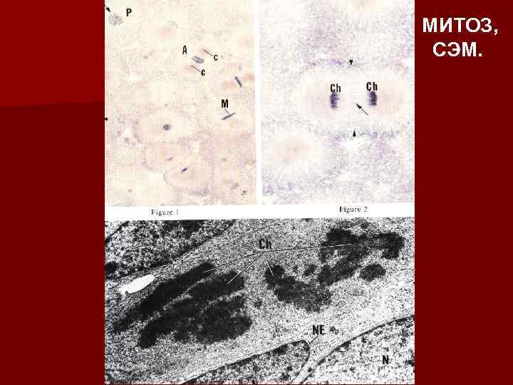 МИТОЗ, СЭМ. 
