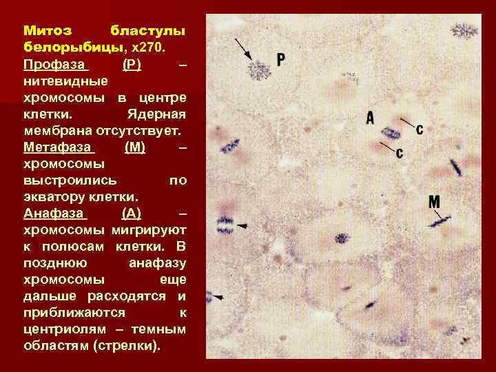 Митоз бластулы белорыбицы, x 270. белорыбицы Профаза (Р) – нитевидные хромосомы в центре клетки.