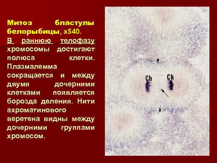 Митоз бластулы белорыбицы, x 540. В раннюю телофазу хромосомы достигают полюса клетки. Плазмалемма сокращается