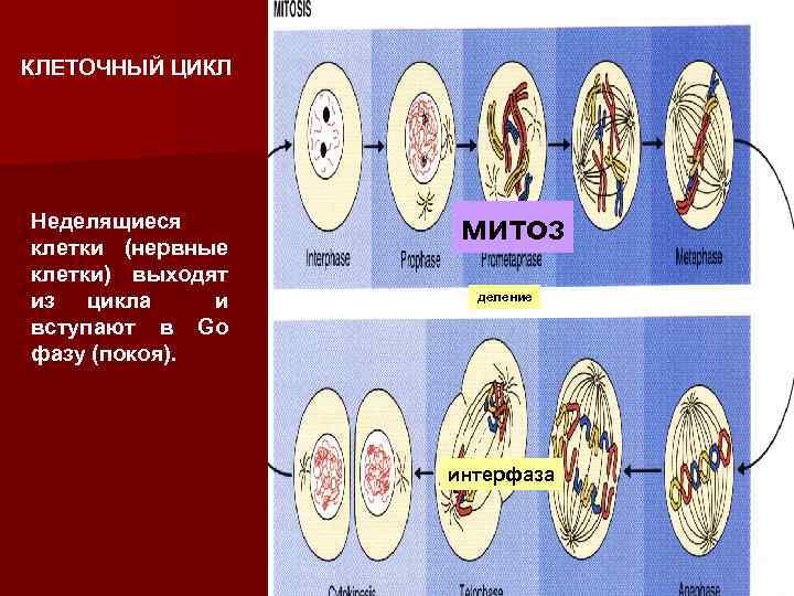 КЛЕТОЧНЫЙ ЦИКЛ Неделящиеся клетки (нервные клетки) выходят из цикла и вступают в Go фазу