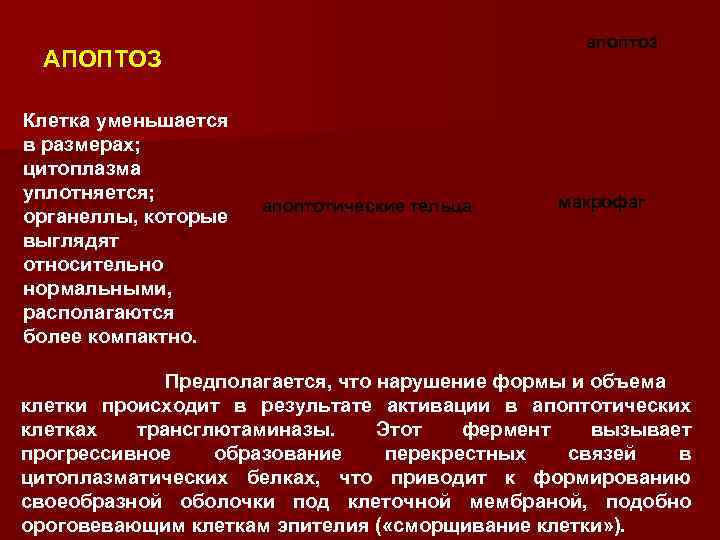 апоптоз АПОПТОЗ Клетка уменьшается в размерах; цитоплазма уплотняется; органеллы, которые выглядят относительно нормальными, располагаются