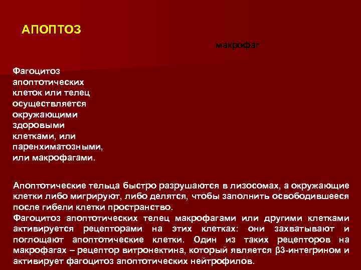 АПОПТОЗ макрофаг Фагоцитоз апоптотических клеток или телец осуществляется окружающими здоровыми клетками, или паренхиматозными, или