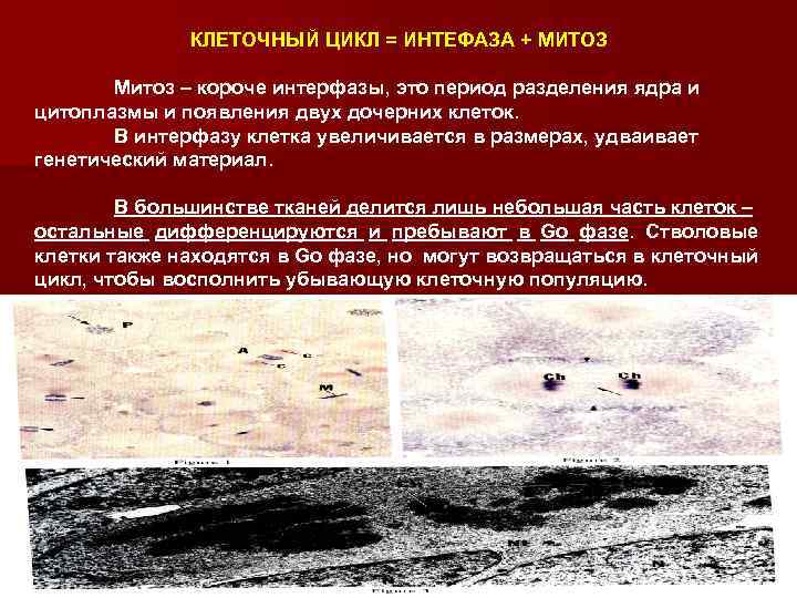 КЛЕТОЧНЫЙ ЦИКЛ = ИНТЕФАЗА + МИТОЗ Митоз – короче интерфазы, это период разделения ядра
