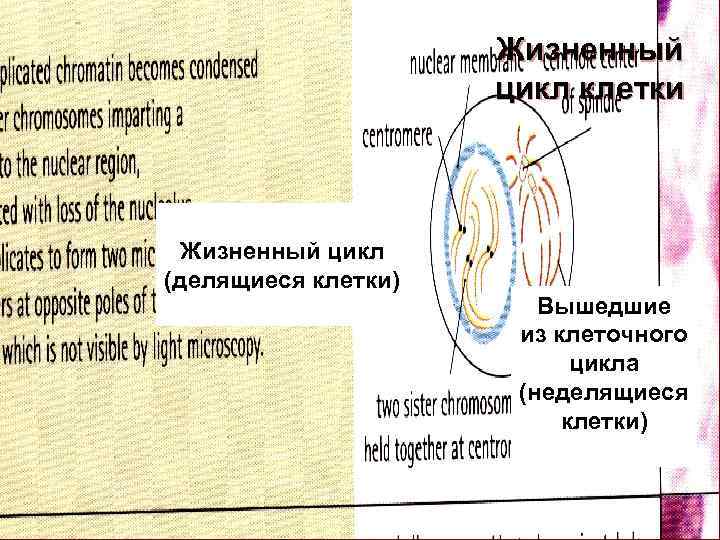 Жизненный цикл клетки Жизненный цикл (делящиеся клетки) Вышедшие из клеточного цикла (неделящиеся клетки) 