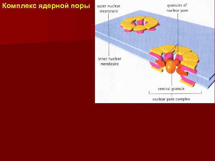 Комплекс ядерной поры 