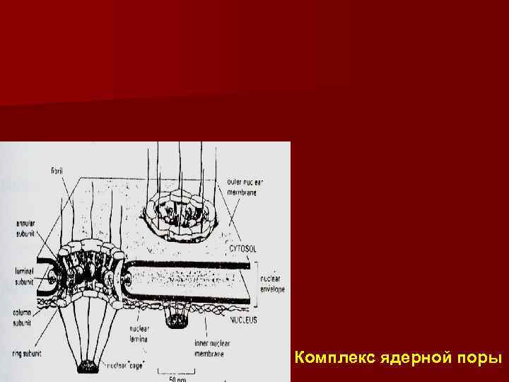 Комплекс ядерной поры 