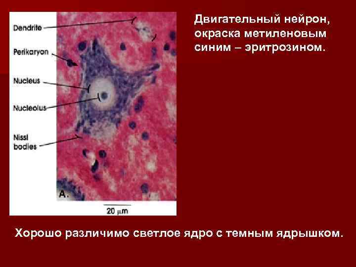 Двигательный нейрон, окраска метиленовым синим – эритрозином. Хорошо различимо светлое ядро с темным ядрышком.